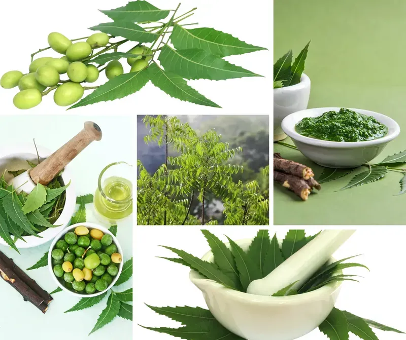 What are the benefits of Neem leaves and can neem leaves cure cancer?