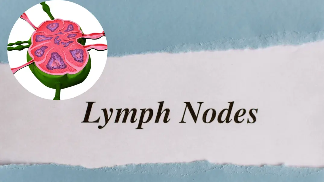 How do you get swollen lymph nodes?