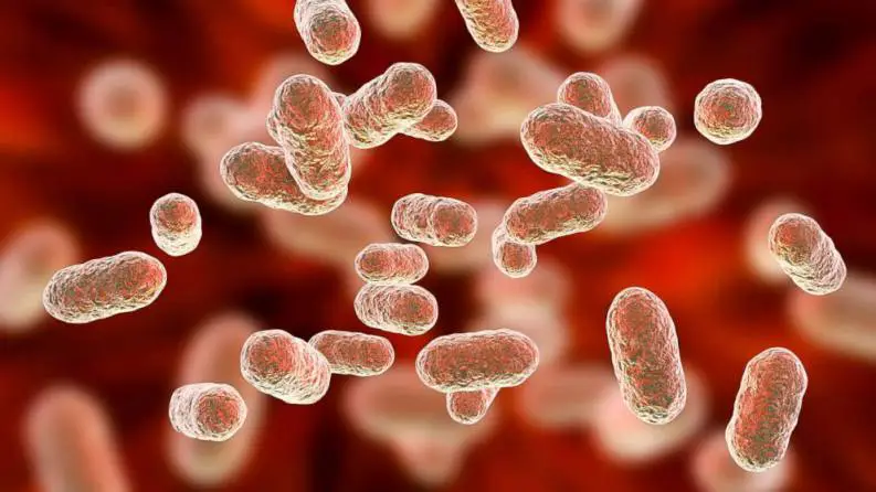 The bacteria that controls our health 