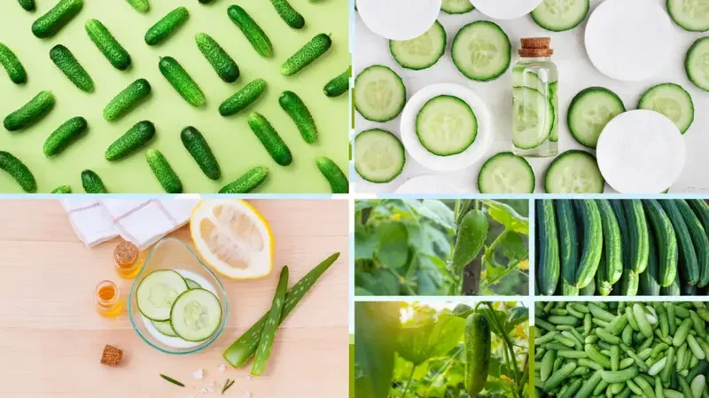 What are the Health Benefits of cucumber?